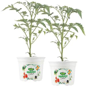 25 oz. Chocolate Sprinkles Tomato Plant (2-Pack)
