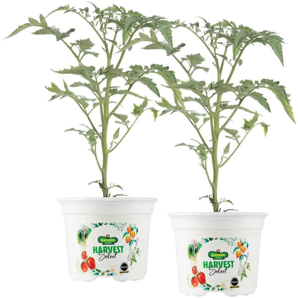 BONNIE PLANTS HARVEST SELECT 25 oz. Chocolate Sprinkles Tomato Plant (2-Pack)