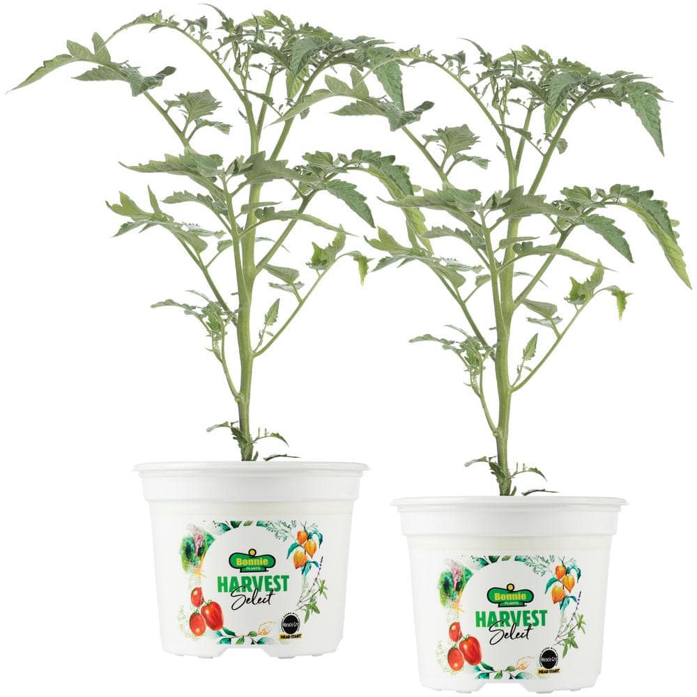 home depot tomato blight