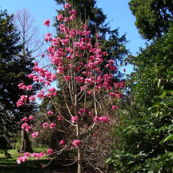 2 gal. Felix Deciduous Japanese Magnolia Tree with Pink Flowers 2
