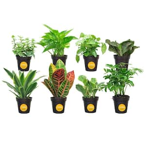 Grower's Choice Exotic Angel Indoor Plant Assortment in 3.8 in. Grower Pot, Avg. Shipping Height 8 in. Tall (8 Pack)