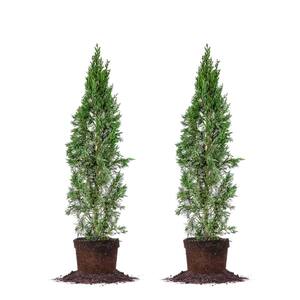 3 ft. to 4 ft. Italian Cypress Tree (2-Pack)