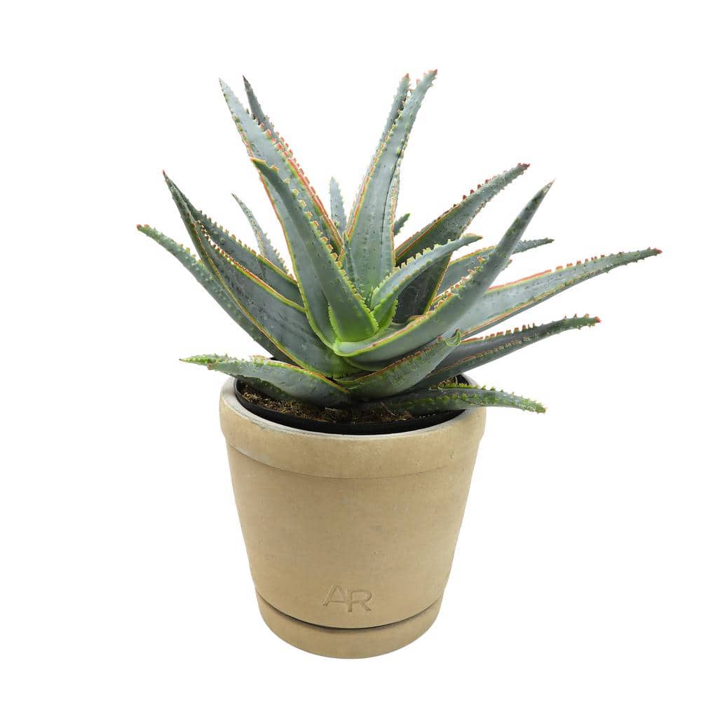 Large Blue and Green Aloe Succulent in Brown Pot
