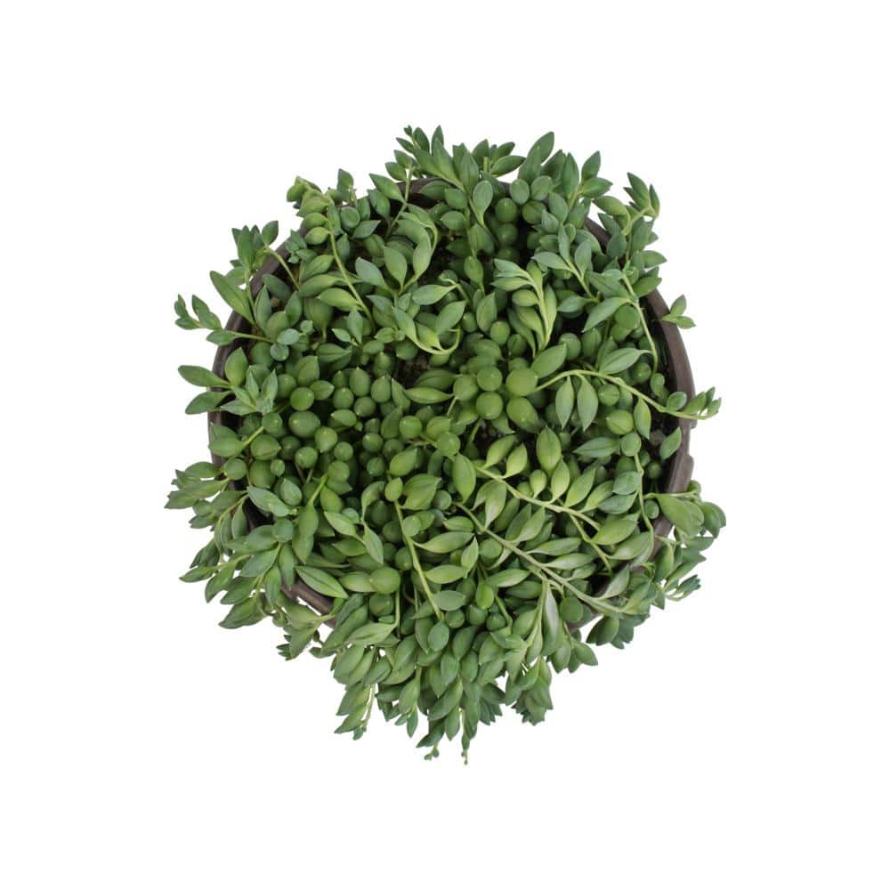 Senecio Raindrops Green Succulent in Black Hanging Planter