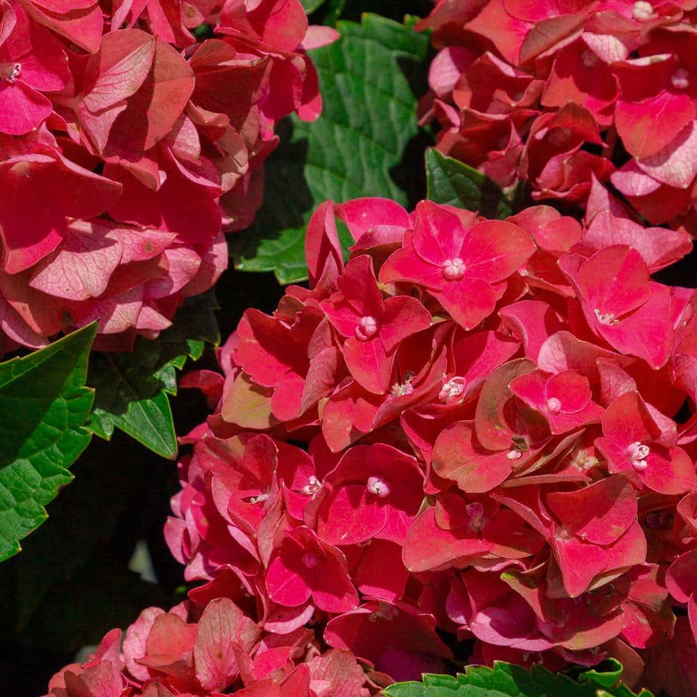 Heart Throb Red Hydrangea 2-Gallon Container Plant