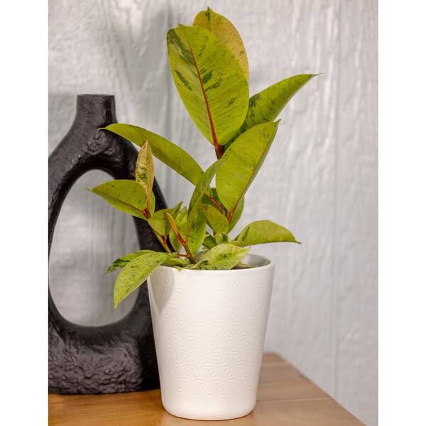 【FICUS】 leafjoy Ficus Elastica Chroma Ghost Rider Indoor Plant in 5