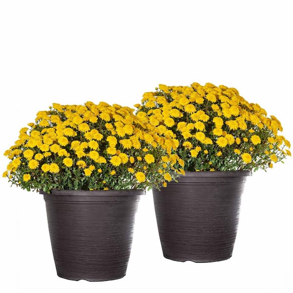 Perfect Plants 10 in. Yellow Flowering Mum Plant (2-Pack)
