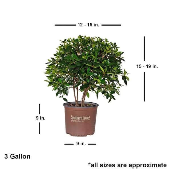 Have a question about SOUTHERN LIVING 3 Gal. Bigfoot Cleyera Shrub