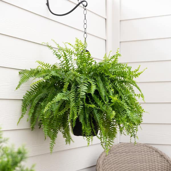 1.5 Gal. Boston Fern Green Hanging Basket Annual Plant (2-Pack)