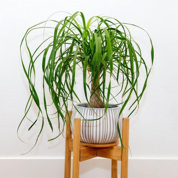 4 in. Ponytail Palm Stump Plant in Grower Container