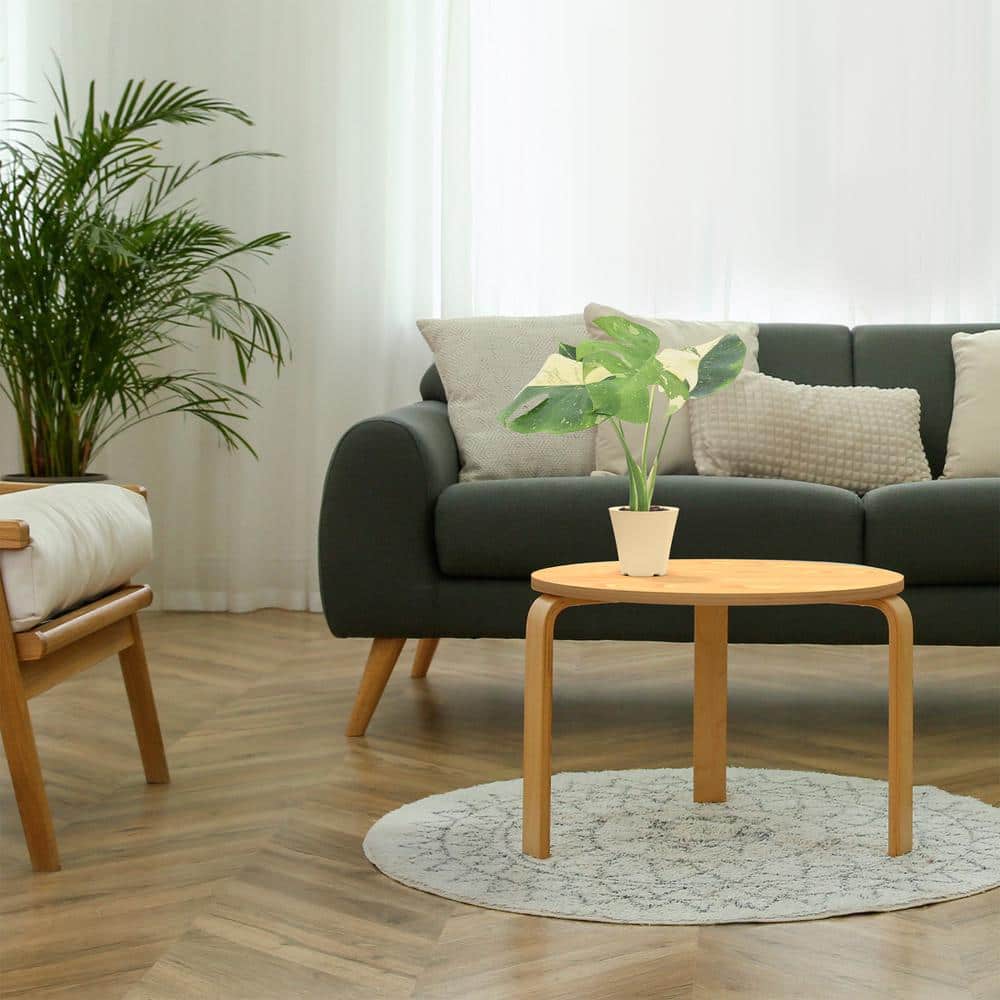 Monstera Thai Constellation in Beige Plastic Planter