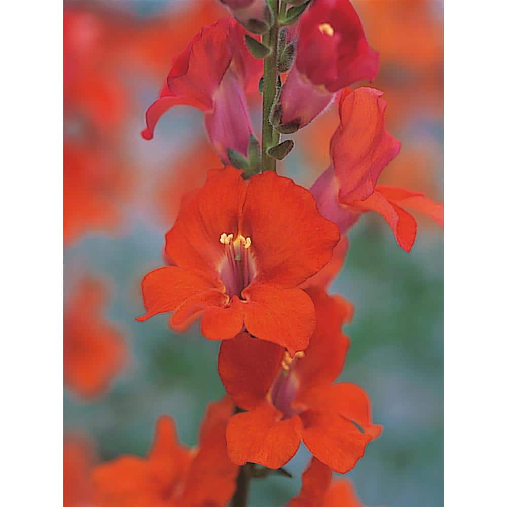 Pure Beauty Farms 1.38 Pt. Snapdragon Sonnet Orange Scarlet Flower in  Grower's Pot DC45SNAORA4 - The Home Depot