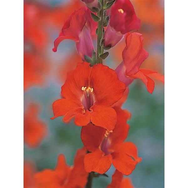Pure Beauty Farms 3.2 Qt. Snapdragon Sonnet Orange Scarlet Flower Plant in 7.5  in Grower's Pot