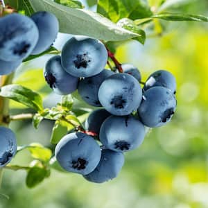 7 Gal. Vernon Rabbiteye Blueberry Plant