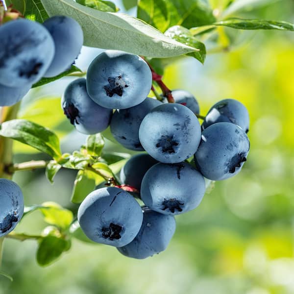 Unbranded 7 Gal. Vernon Rabbiteye Blueberry Plant