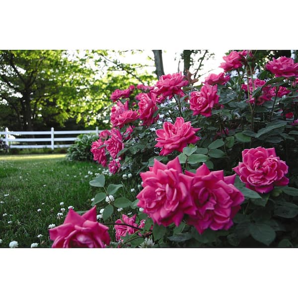 1 Gal. Pink Double Knock Out Rose Bush with Pink Flowers