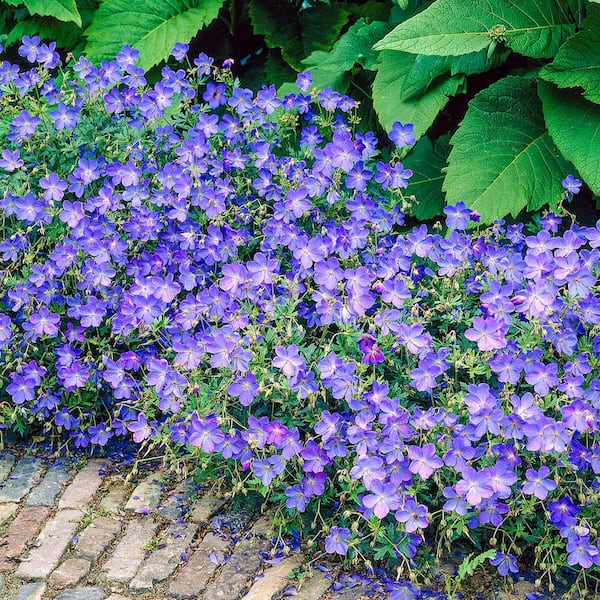 Spring Hill Nurseries Johnson's Blue Geranium, Live Bareroot Plant, Blue Flowers (1-Pack)