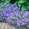 Spring Hill Nurseries Blue Flowers Blue Fusion Everblooming Hardy ...