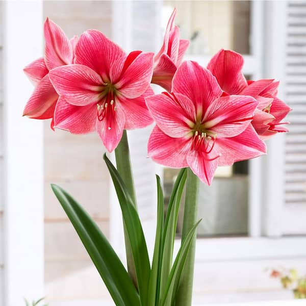 Amaryllis Bulbs - Charisma Gold Wax, Indoor Flower Bulbs