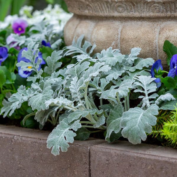 1 Pt. Dusty Miller Silver Dust White Annual Plant (6-Pack)