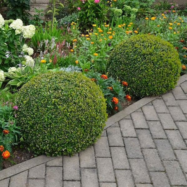 national PLANT NETWORK - 1 gal. Boxwood Wintergreen Shrub