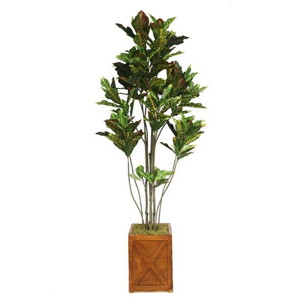 Laura Ashley 81 in. Tall Croton Tree with Multiple Trunks in 13 in. Fiberstone Planter