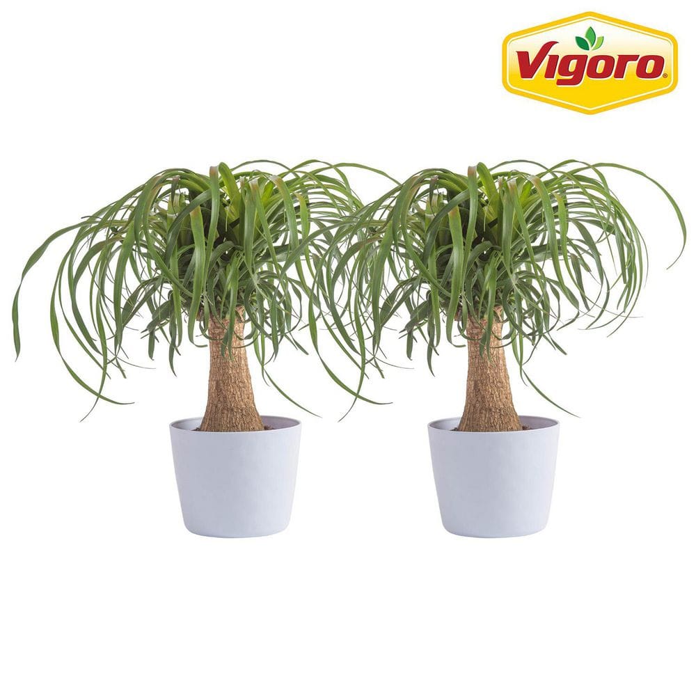 Ponytail Palm Indoor Plant in 6 in. White Decor Planter, Average Shipping Height 1-2 ft. Tall (2-Pack) price history on PriceWatchPro