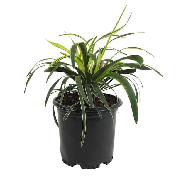 ALTMAN PLANTS Variegated Liriope 'Silvery Sunproof' Lilyturf Easy Evergreen Perennial Shrub in 1 Gal. Grower Pot