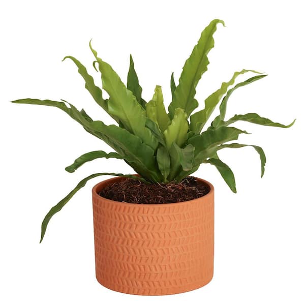 Costa Farms 6 in. Bird Nest Hurricane Fern Plant in Deco Container