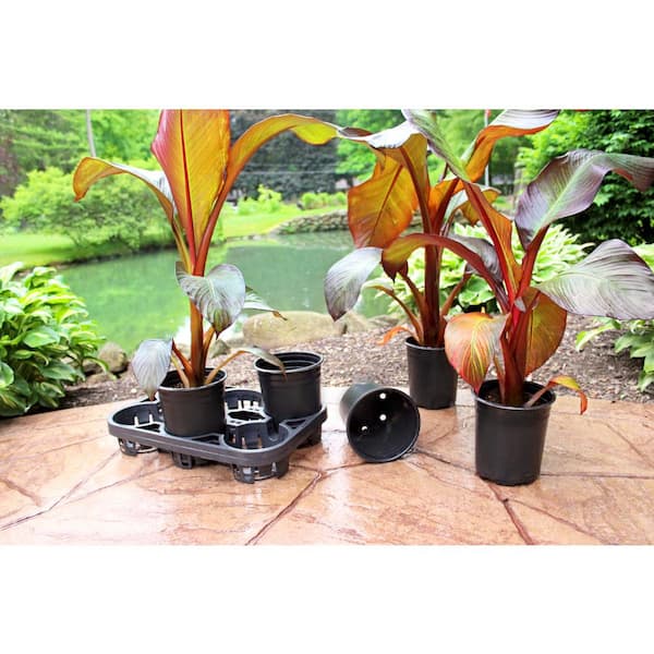 anthurium and pets Komodo Anthurium Bush w/ Gravel 1ea 784369932010 main image 0