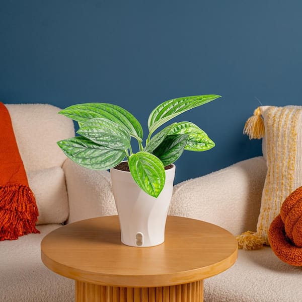 TRENDING TROPICALS 6 in. Monstera Green Galaxy Plant in Scheurich