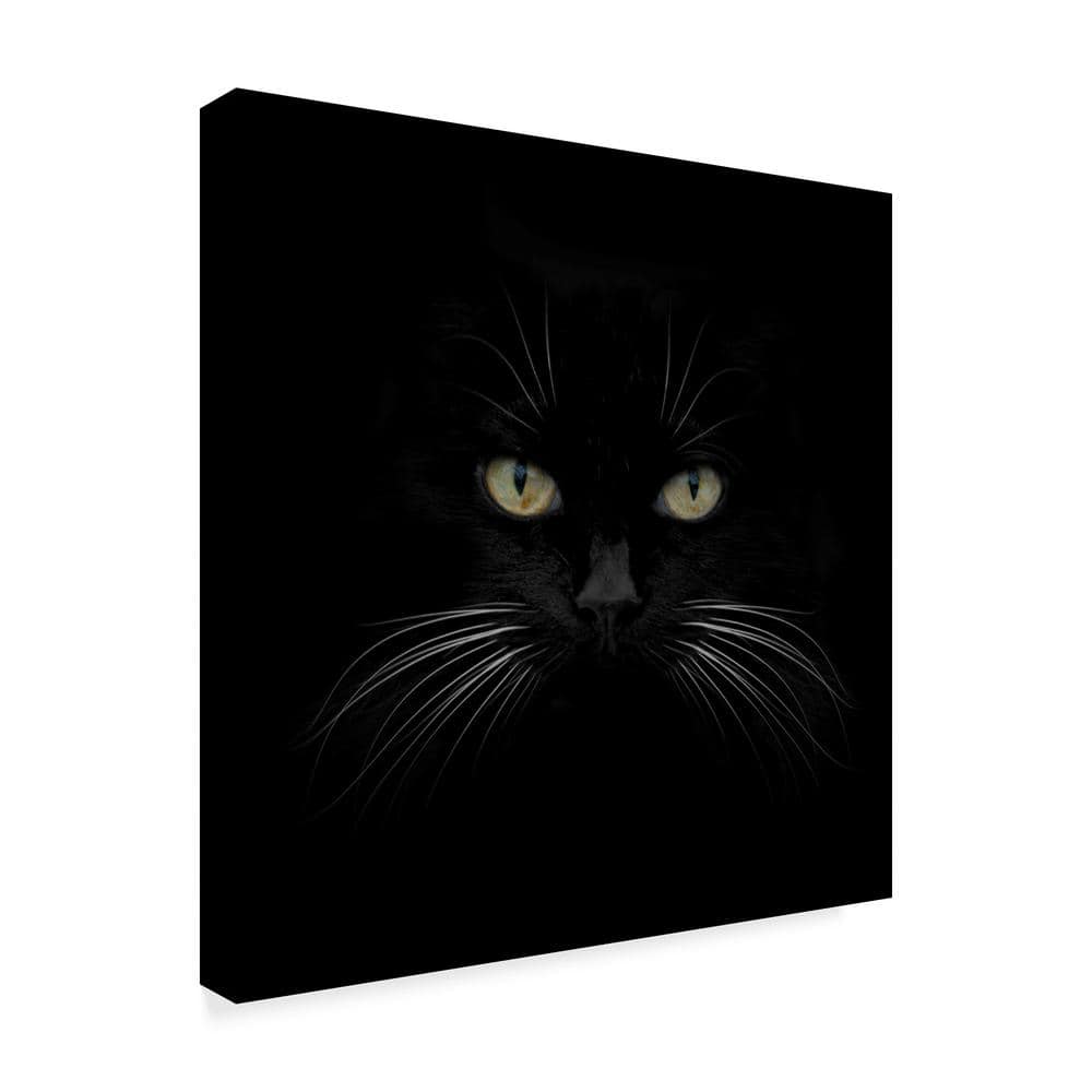 Black Cat Centered Framed Canvas Print 35" x 35"