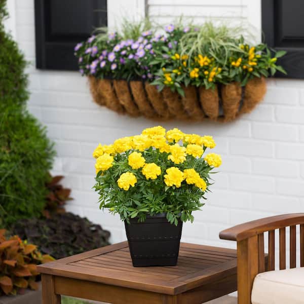 1 Gal. Marigold Planter Annual Plant