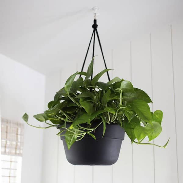 Dura Cotta 12 in. Black Plastic Self Watering Hanging Basket Planter