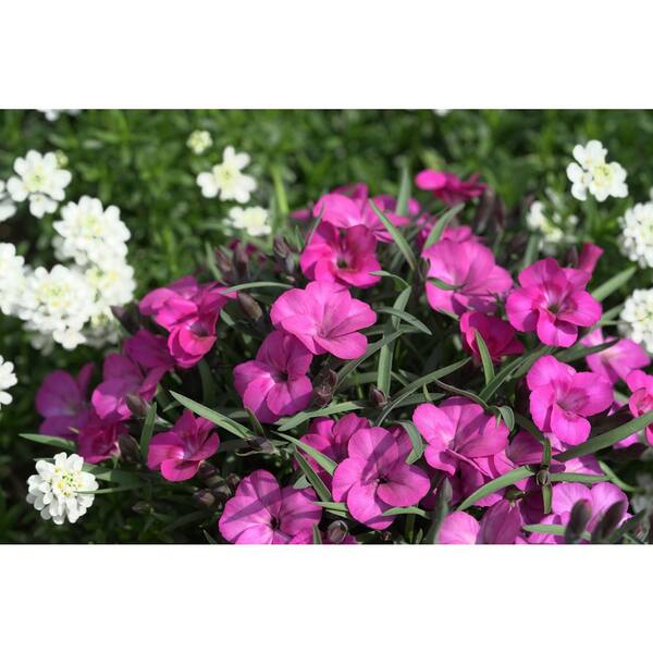 Unbranded. 2.5 QT Dianthus 'Everlast Neon Pink' Perennial Plant