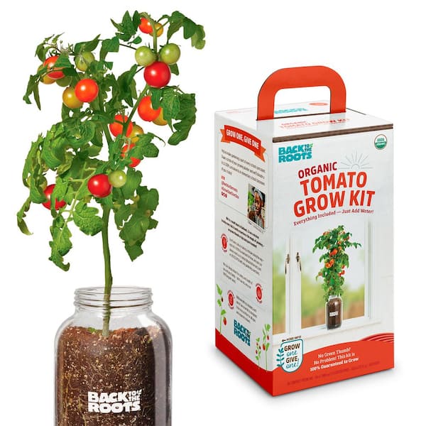 Back to the Roots Windowsill Organic Cherry Tomato Grow Kit