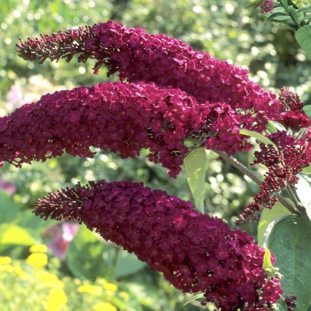 DIRECT GARDENING 1 Gal. Pot Royal Red Butterfly Bush (Buddleia ...