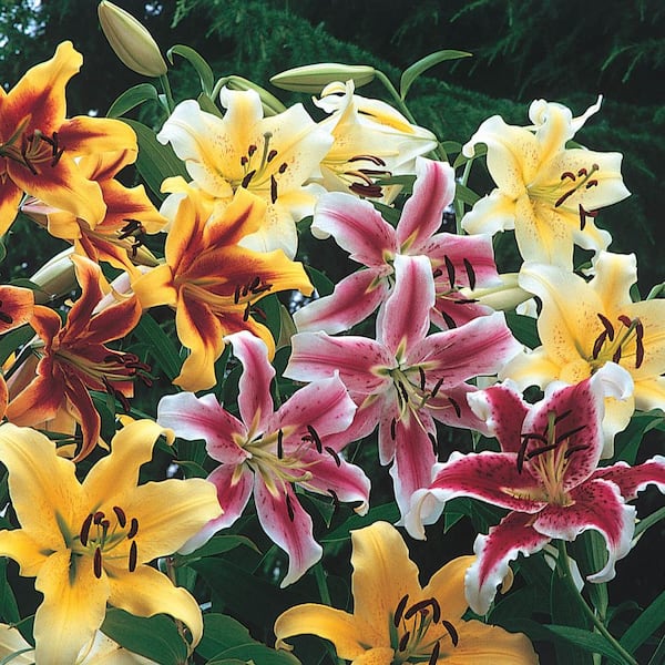 Breck's Giant Oriental Lily Mixture Dormant Spring Flowering Bulbs (10-Pack)