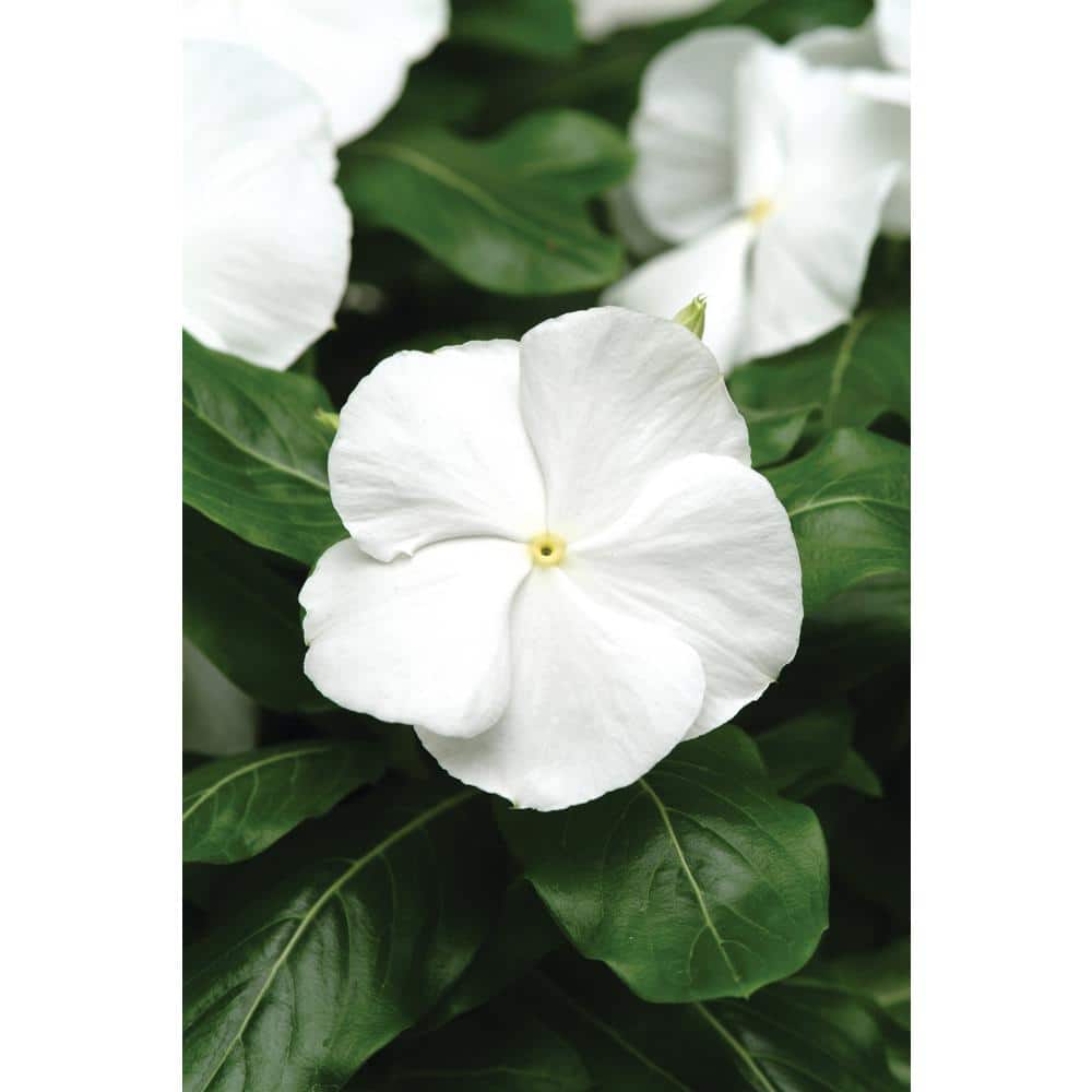 annual-flowers-601539-64_1000.jpg