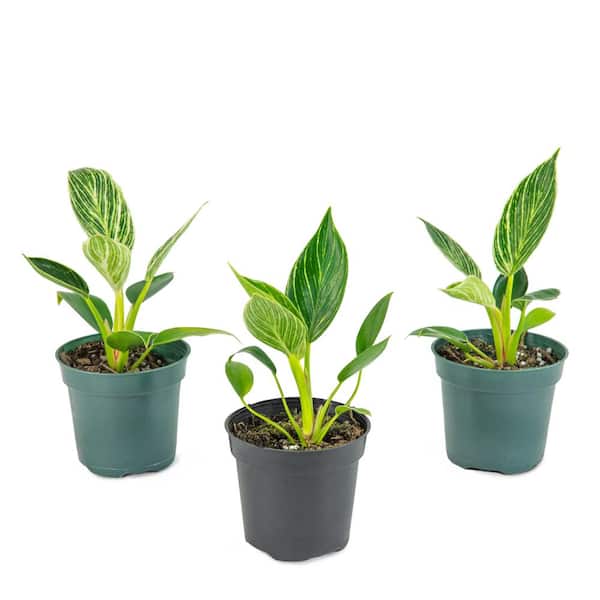 national PLANT NETWORK Birkin Philodendron (Philodendron) in 4 in. Grower Containers (3-Plants)