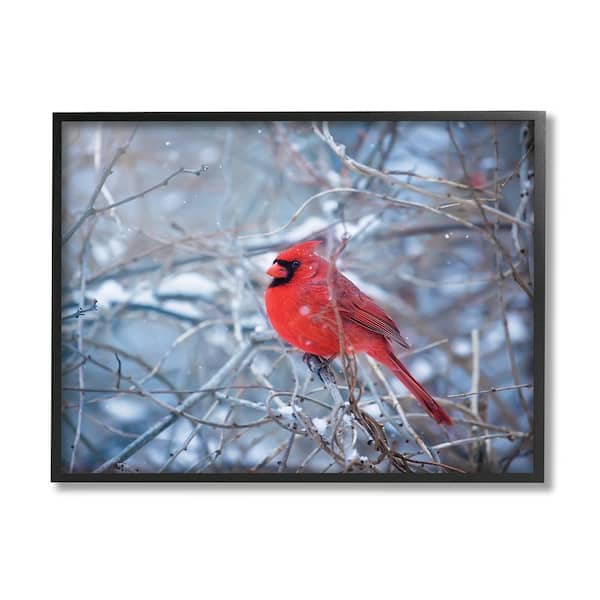 Stupell Industries Cardinal in Winter Branches by Karen Burke 1-Piece Framed Graphic Print Animal Poster Art Print 30 in. x 24 in.