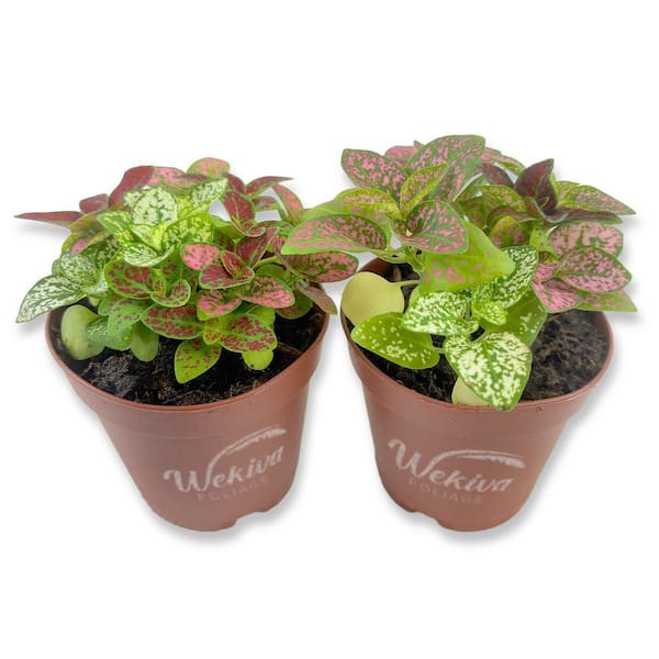 Tricolor Polka Dot Plant-2 Live Plants in 2 in. Growers Pots-Hypoestes Phyllostachya