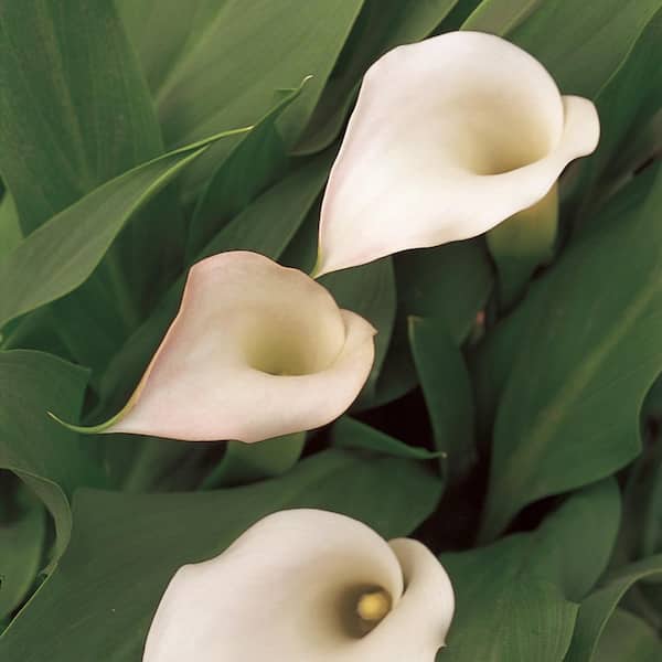 1 Gal. White Calla Calypso Plant