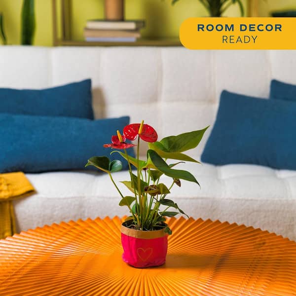 Anthurium Indoor Plant in 4 in. Heart Decor Washable Paper, Average Shipping Height 1-2 ft. Tall