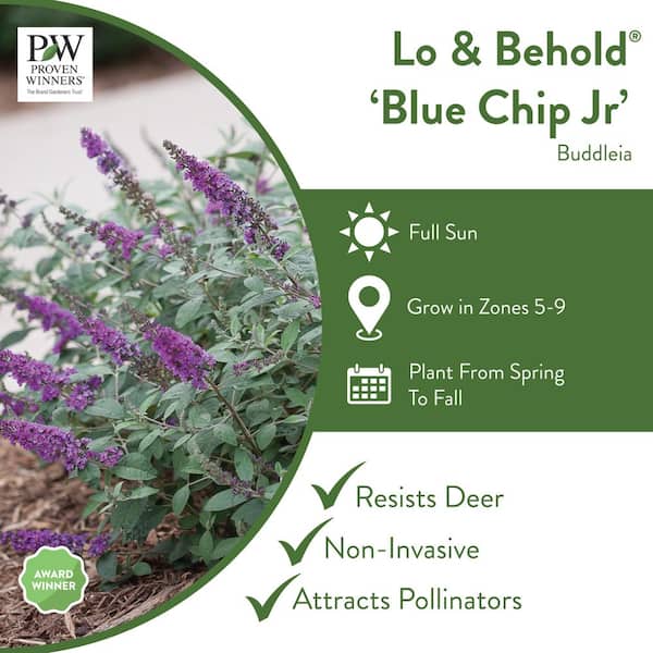 4.5 in. Qt. Lo and behold 'Blue Chip Jr.' Butterfly Bush (Buddleia) Live Shrub, Blue-Purple Flowers
