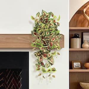 51 in. Green Red Artificial Coleus Ivy Leaf Vine Hanging Plant Greenery  Foliage Bush 84034-GR-R - The Home Depot