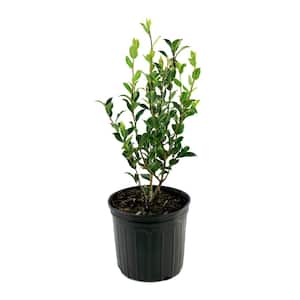 OnlinePlantCenter 3 gal. Rosea Plena Japanese Camellia Shrub with