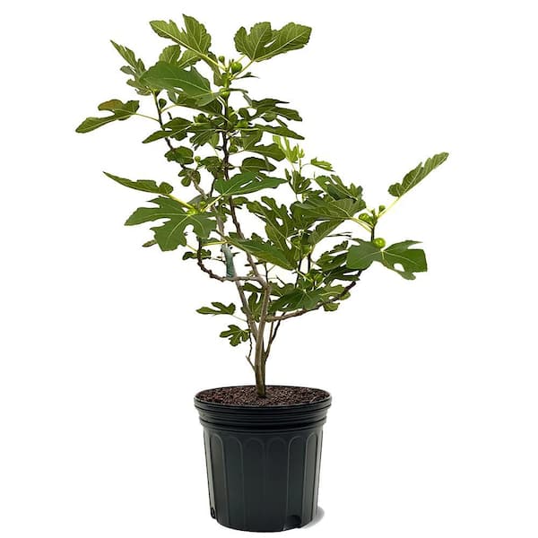 Unbranded 7 gal. Celestial Potted Fig Plant