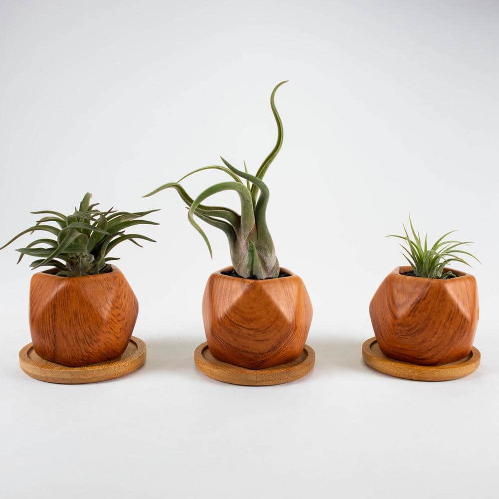 Air Plant Trio (Tillandsias) Live Plants in 3 in