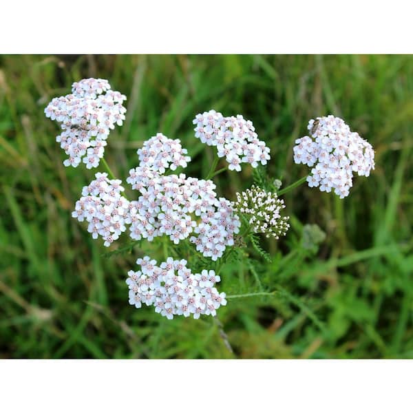1 gal. Western Yarrow Native Shrub with Feathery Foliage and Pollinator Attracting White Flowers (2-Pack)